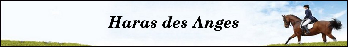 Haras des Anges